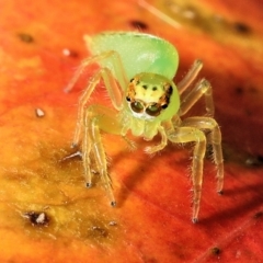 Mopsus mormon at Saint Lucia, QLD - 5 Aug 2023 03:51 PM