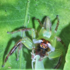 Mopsus mormon (Green Jumping Spider) at Victoria Point, QLD - 7 Oct 2022 by smithga