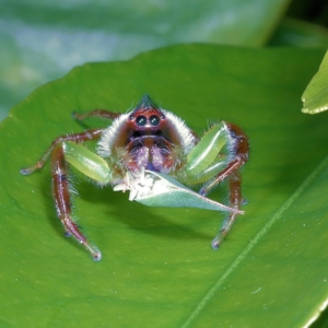 Mopsus mormon at Victoria Point, QLD - suppressed