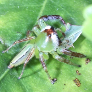 Mopsus mormon at Victoria Point, QLD - suppressed