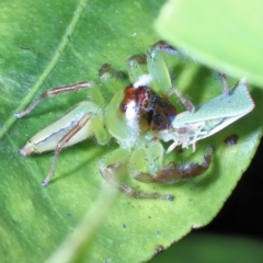 Mopsus mormon at Victoria Point, QLD - suppressed