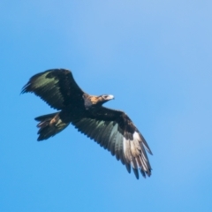 Aquila audax (Wedge-tailed Eagle) at Strzelecki, VIC - 3 Oct 2018 by Petesteamer