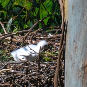 Aquila audax at Strzelecki, VIC - suppressed