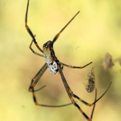 Trichonephila plumipes (Humped golden orb weaver) at Saint Lucia, QLD - 9 Jul 2023 by smithga