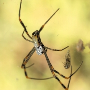 Unidentified Orb-weaving spider (several families) at suppressed by smithga