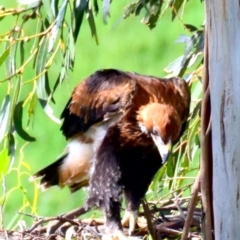 Aquila audax (Wedge-tailed Eagle) at Strzelecki, VIC - 26 Nov 2016 by Petesteamer