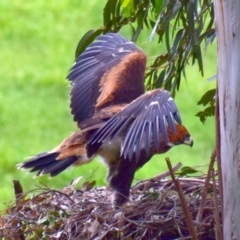 Aquila audax at Strzelecki, VIC - suppressed