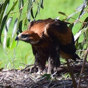 Aquila audax at Strzelecki, VIC - suppressed