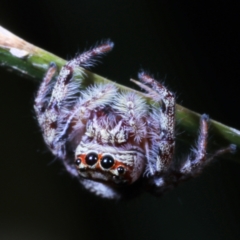 Opisthoncus sp. (genus) (Opisthoncus jumping spider) at Fig Tree Pocket, QLD - 4 Oct 2022 by smithga