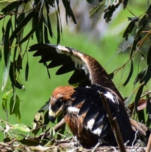 Aquila audax at Strzelecki, VIC - suppressed