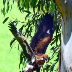 Aquila audax at Strzelecki, VIC - suppressed