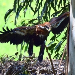 Aquila audax at Strzelecki, VIC - suppressed