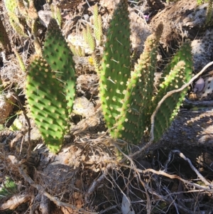 Opuntia sp. at Giralang, ACT - 2 Apr 2024 03:00 PM