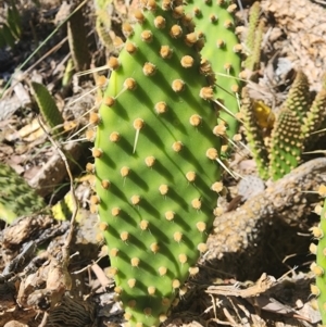 Opuntia sp. at Giralang, ACT - 2 Apr 2024 03:00 PM