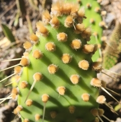 Opuntia sp. at Giralang, ACT - 2 Apr 2024 03:00 PM