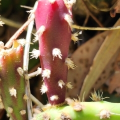 Opuntia sp. at Giralang, ACT - 2 Apr 2024