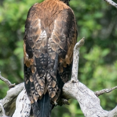 Aquila audax (Wedge-tailed Eagle) at suppressed - 5 Dec 2018 by Petesteamer