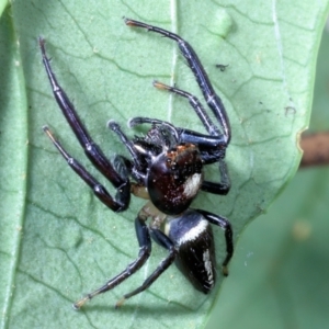 Opisthoncus sp. (genus) at Fig Tree Pocket, QLD - 4 Oct 2022 01:26 PM