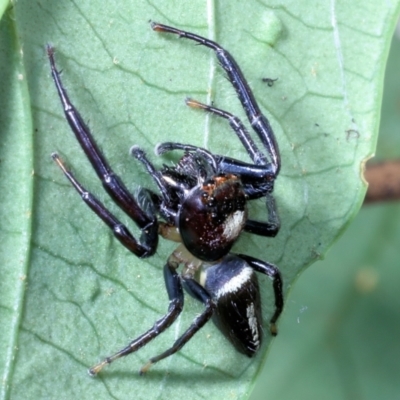 Unidentified Jumping or peacock spider (Salticidae) at suppressed - 4 Oct 2022 by smithga