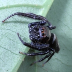 Opisthoncus sp. (genus) at Fig Tree Pocket, QLD - 4 Oct 2022 01:26 PM