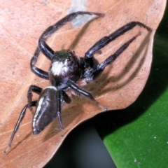 Opisthoncus sp. (genus) at Fig Tree Pocket, QLD - 4 Oct 2022 01:26 PM