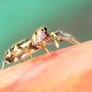 Cosmophasis micarioides at Saint Lucia, QLD - 5 Aug 2023 04:54 PM