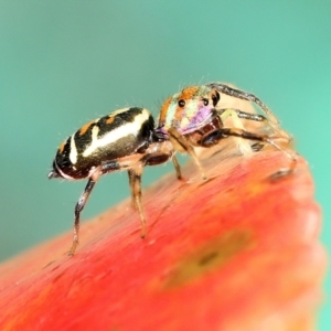 Cosmophasis micarioides at Saint Lucia, QLD - 5 Aug 2023 04:54 PM