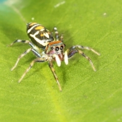 Cosmophasis micarioides at Saint Lucia, QLD - 5 Aug 2023 04:54 PM