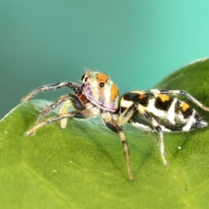 Cosmophasis micarioides at Saint Lucia, QLD - 5 Aug 2023 04:54 PM