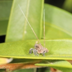 Unverified Insect at Saint Lucia, QLD - 9 Jul 2023 by smithga