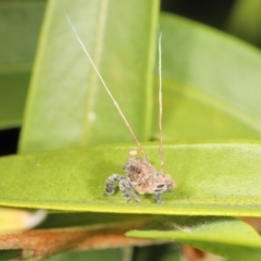 Unidentified Insect at Saint Lucia, QLD - 9 Jul 2023 by smithga