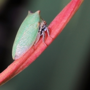 Sextius virescens at Moncrieff, ACT - 16 Apr 2022