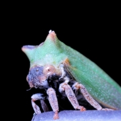 Sextius virescens at Moncrieff, ACT - 16 Apr 2022 05:27 PM
