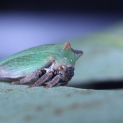 Sextius virescens at Moncrieff, ACT - 16 Apr 2022 05:27 PM