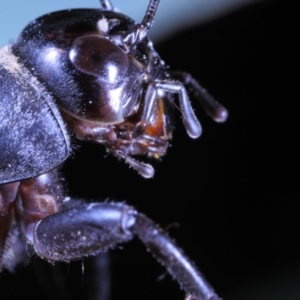 Teleogryllus commodus at Moncrieff, ACT - 9 Apr 2022