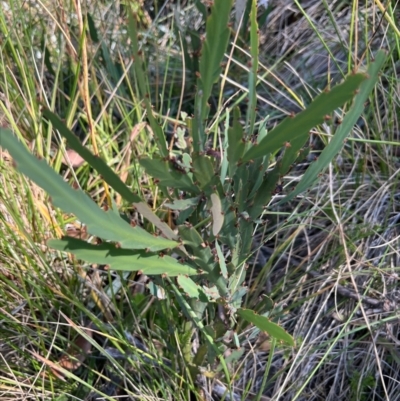 Bossiaea bracteosa (Mountain Leafless Bossiaea) at Dargo, VIC - 2 Apr 2024 by RangerRiley