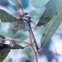 Hemicordulia tau (Tau Emerald) at Moncrieff, ACT - 13 Apr 2022 by smithga