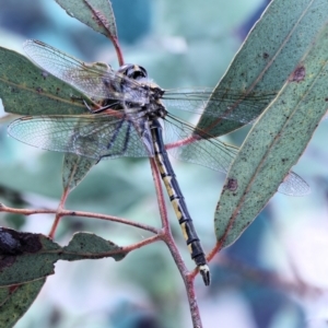 Hemicordulia tau at Moncrieff, ACT - suppressed