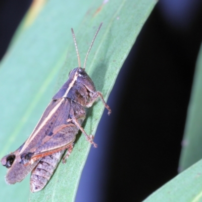 Unidentified Grasshopper (several families) at Moncrieff, ACT - 16 Apr 2022 by smithga