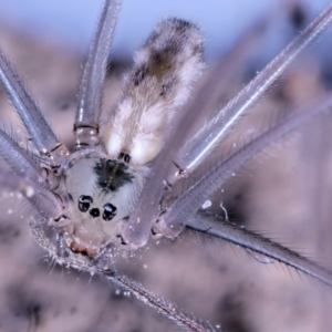 Pholcus phalangioides at Moncrieff, ACT - suppressed