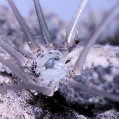 Pholcus phalangioides at Moncrieff, ACT - suppressed