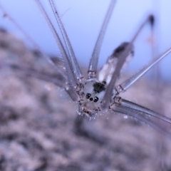 Pholcus phalangioides at Moncrieff, ACT - suppressed