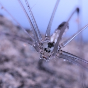 Pholcus phalangioides at Moncrieff, ACT - suppressed