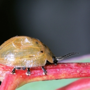 Paropsisterna cloelia at Moncrieff, ACT - 17 Apr 2022