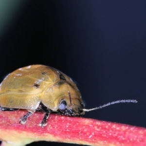 Paropsisterna cloelia at Moncrieff, ACT - 17 Apr 2022