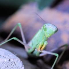 Mantidae (family) adult or nymph at Moncrieff, ACT - 30 Apr 2022 by smithga