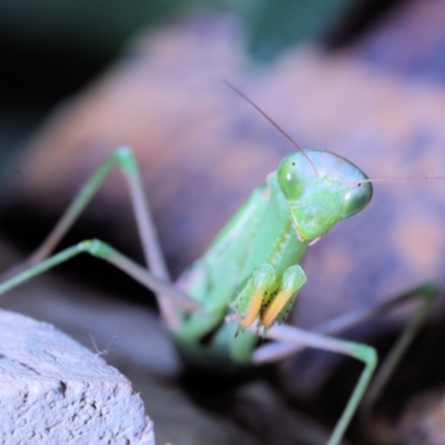 Mantidae (family) adult or nymph at Moncrieff, ACT - 30 Apr 2022 by smithga