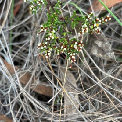 Cryptandra amara (Bitter Cryptandra) at Mount Majura - 1 Apr 2024 by petersan