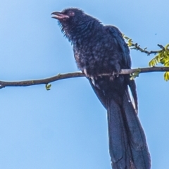 Eudynamys orientalis (Pacific Koel) at Drouin, VIC - 21 Nov 2021 by Petesteamer