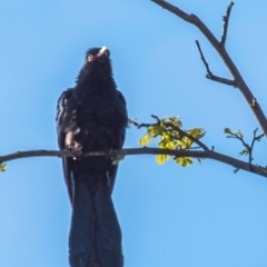 Eudynamys orientalis at Drouin, VIC - 22 Nov 2021 07:08 AM